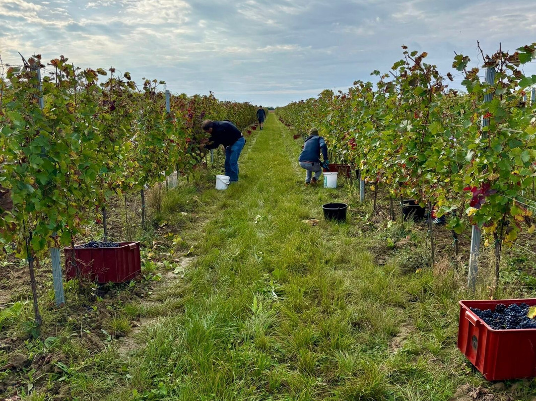 Tri Hony - Family winery