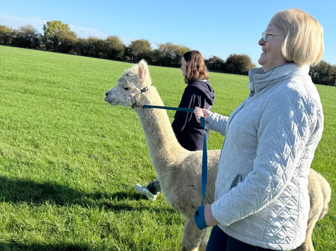 Elmet Alpaca Trekking and Tearoom-Sherburn in Elmet必去景点