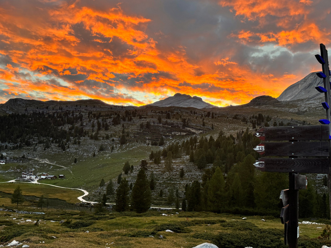 Pygmy Elephant-罗亚尔奥克必去景点