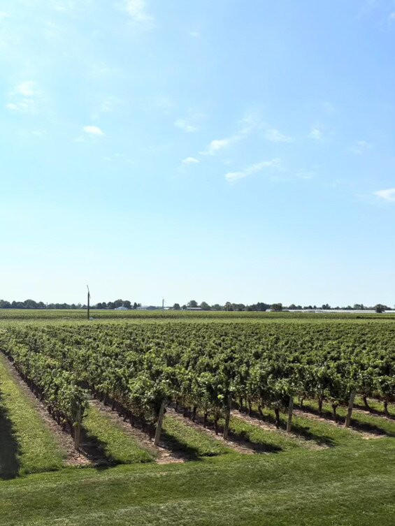 Jackson-Triggs Winery-滨湖尼亚加拉必去景点