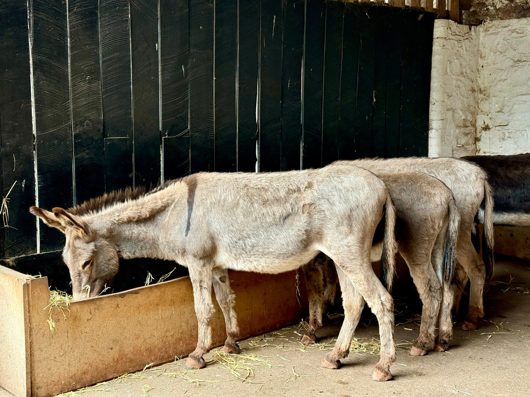 The Donkey shop-Clovelly必去景点