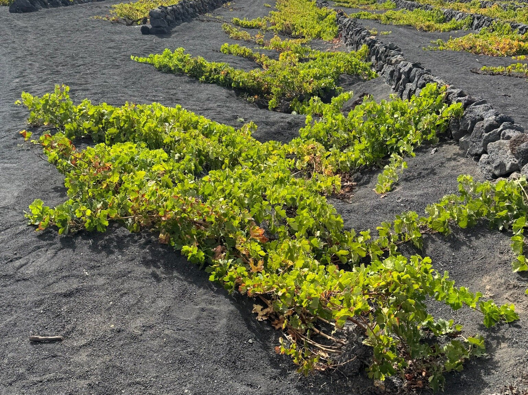 Wine Tours Lanzarote-卡门港必去景点
