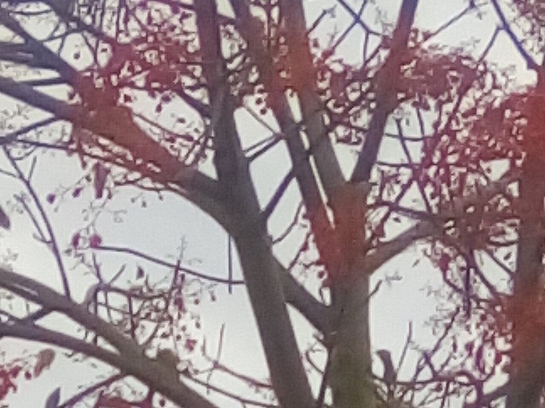 Walkway BEAUDESERT Nerang rd-Beaudesert必去景点