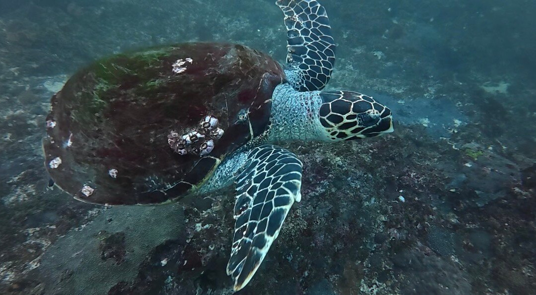 ABT Divers-塞拉莱必去景点
