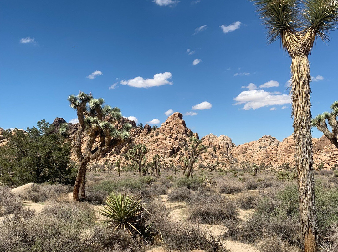 Mojave Desert-加利福尼亚必去景点