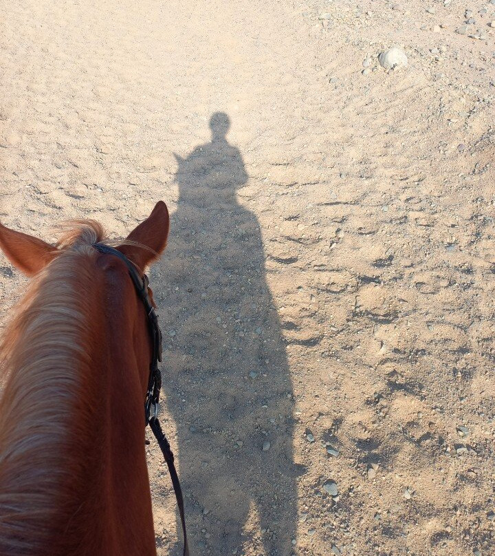 Habiba Horse-艾高娜必去景点