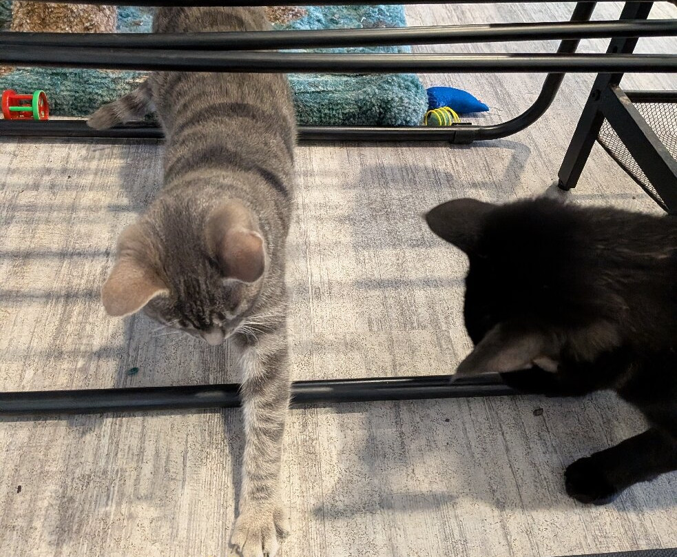 The Purrfect Cup - A Cat Cafe-弗雷德里克顿必去景点