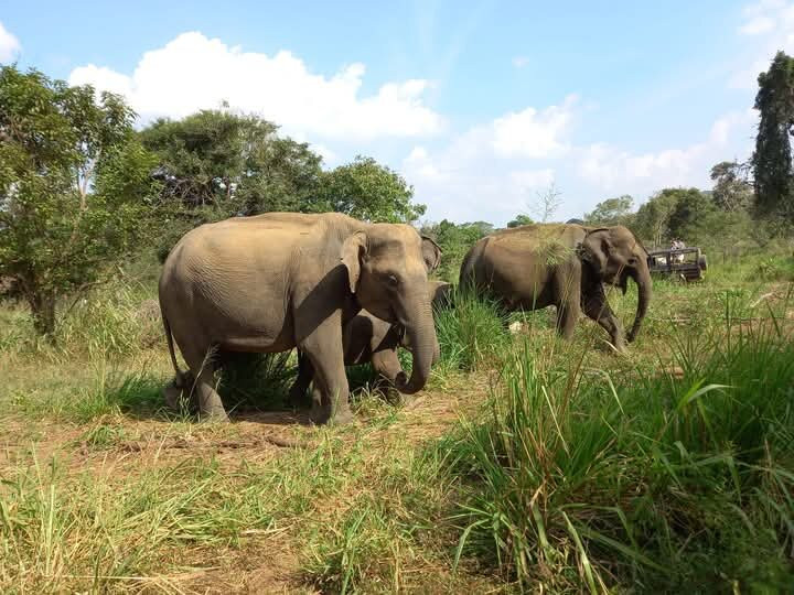 Ceylon Special Jeep Safari-哈巴拉娜必去景点
