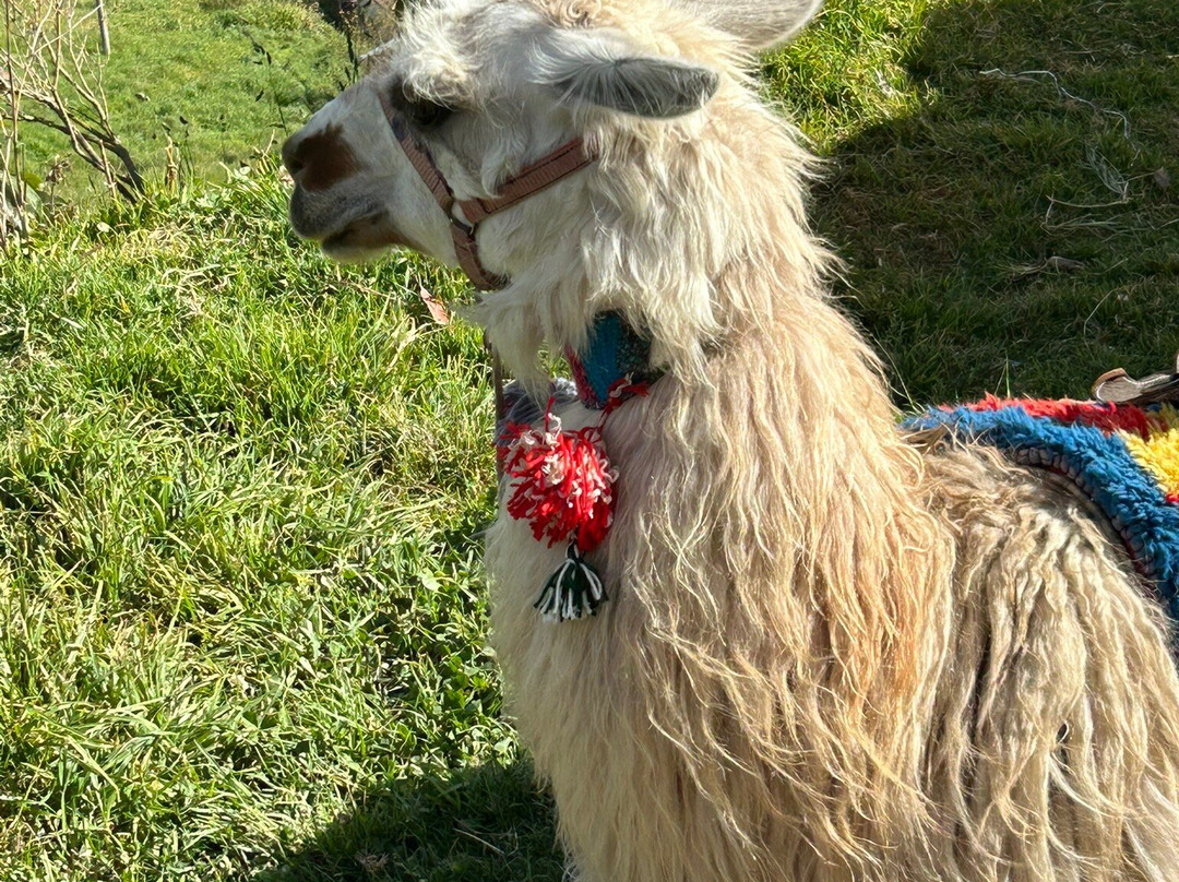 Ingapirca Archaeological Complex-Ingapirca必去景点