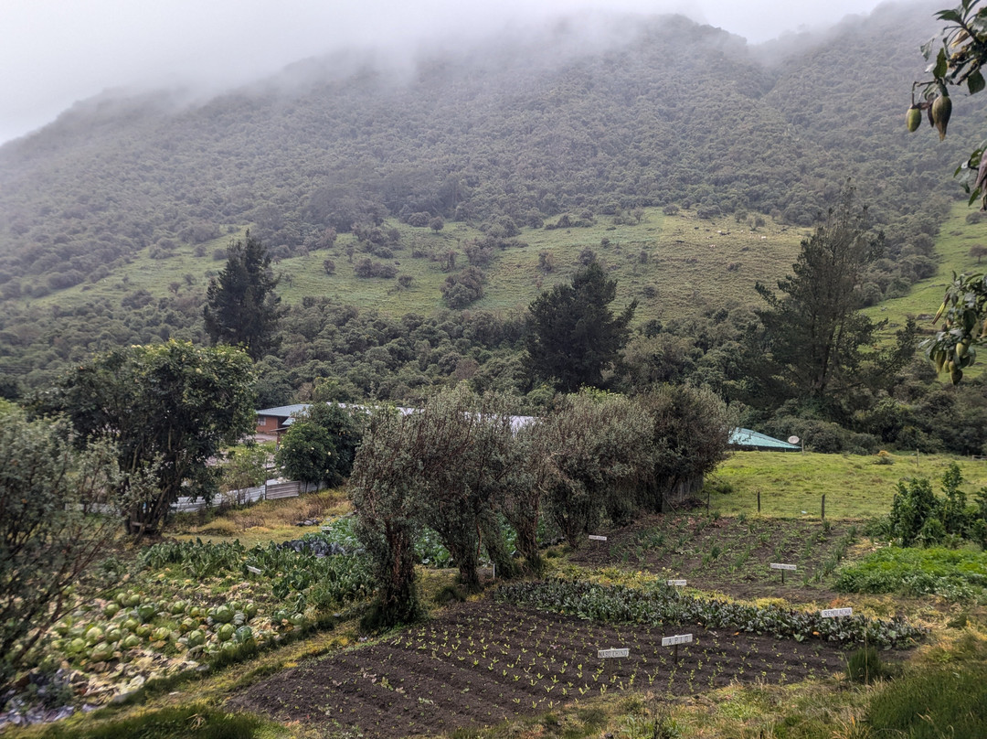 Parque Nacional Cayambe - Coca