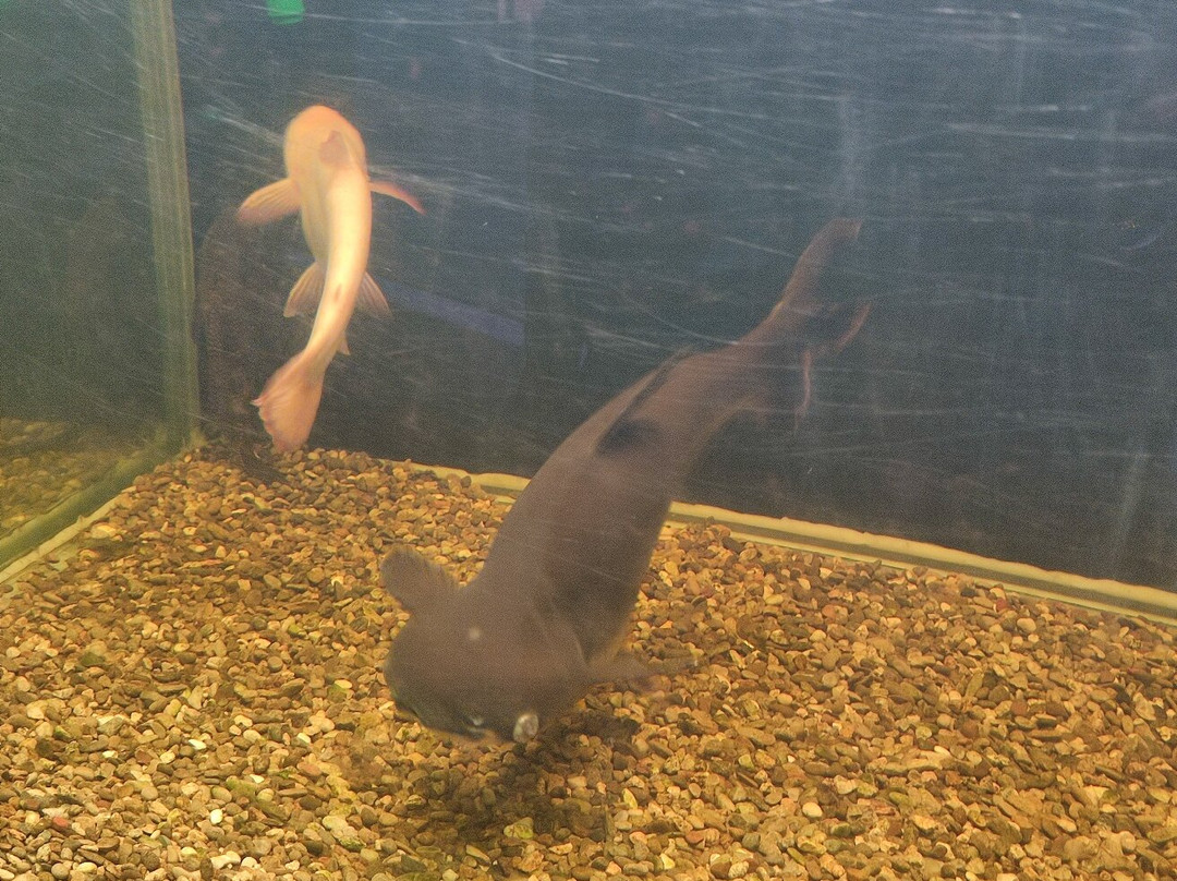 Kastoria Aquarium-卡斯托里亚必去景点