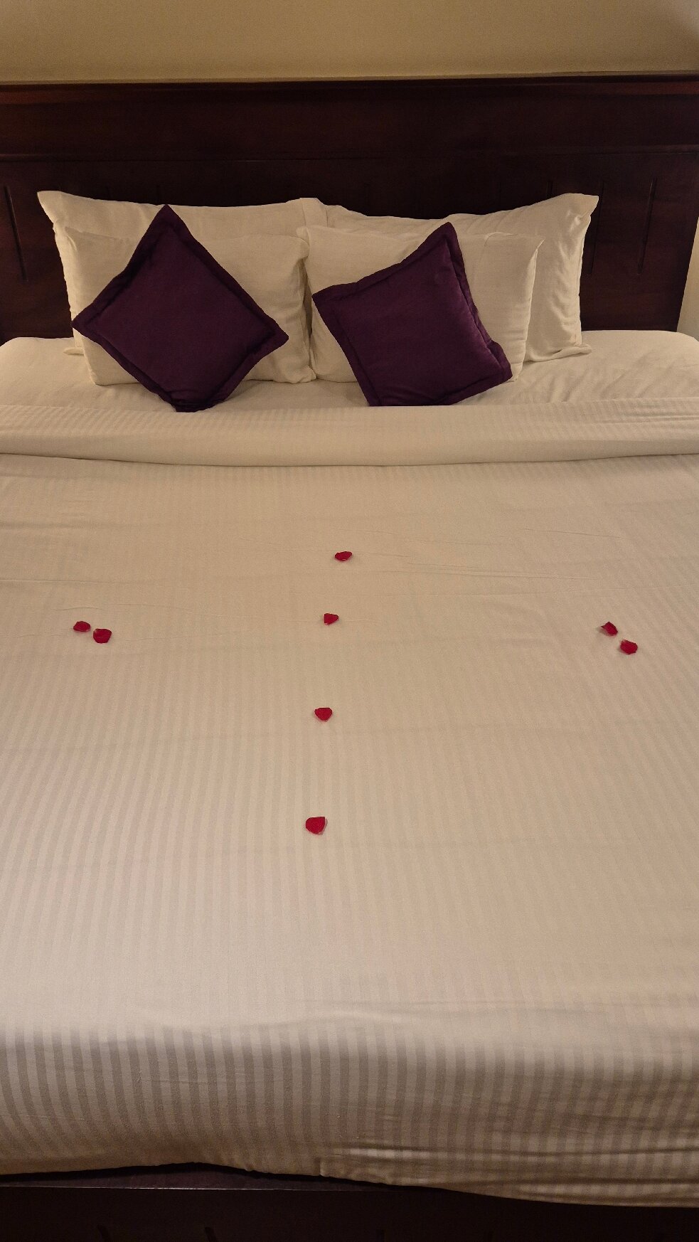 The Elephant Court-官方