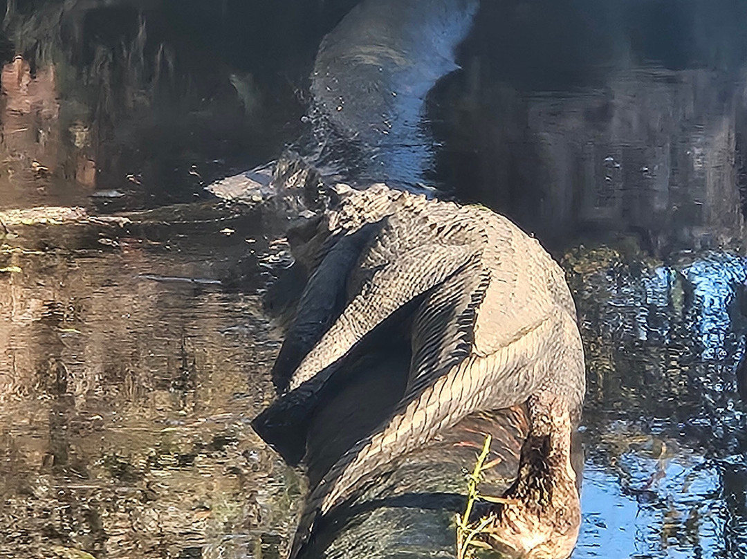 Cajun Pride Swamp Tours-LaPlace必去景点