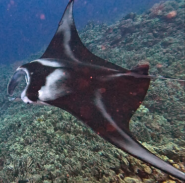 Manta Ray Dives Of Hawaii-凯鲁瓦-柯纳必去景点