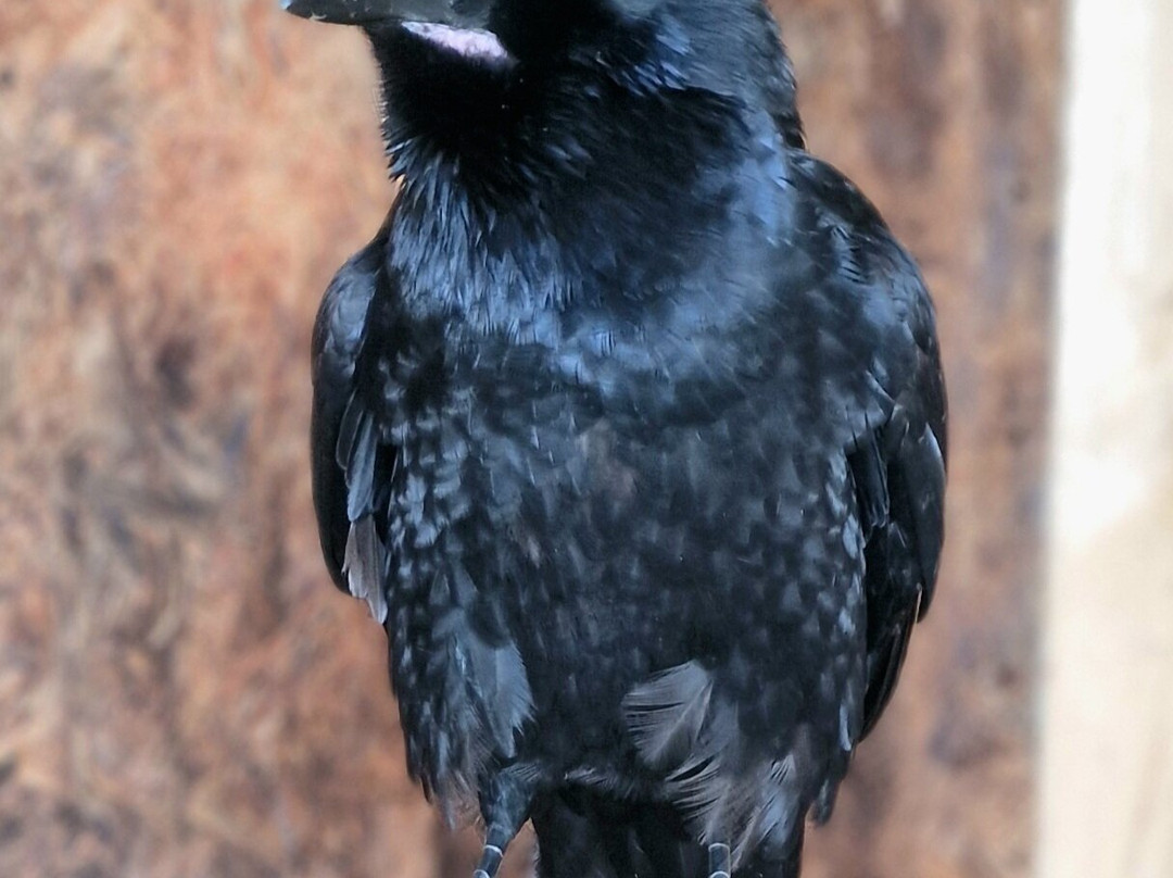 The British Bird of Prey Centre-喀麦登必去景点