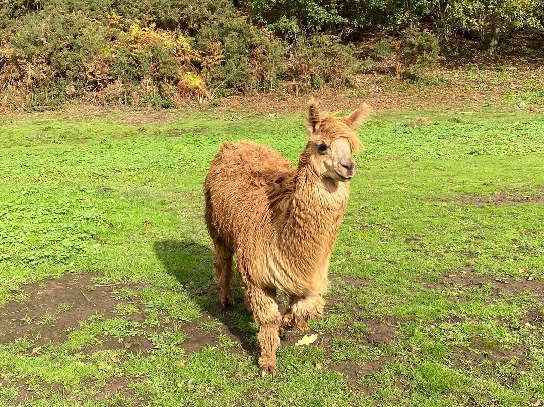 Bell Farm Alpacas-Pensford必去景点
