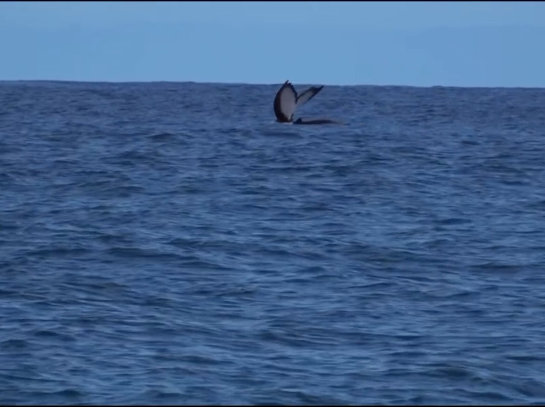 Moorea Ocean Adventures-莫雷阿岛必去景点