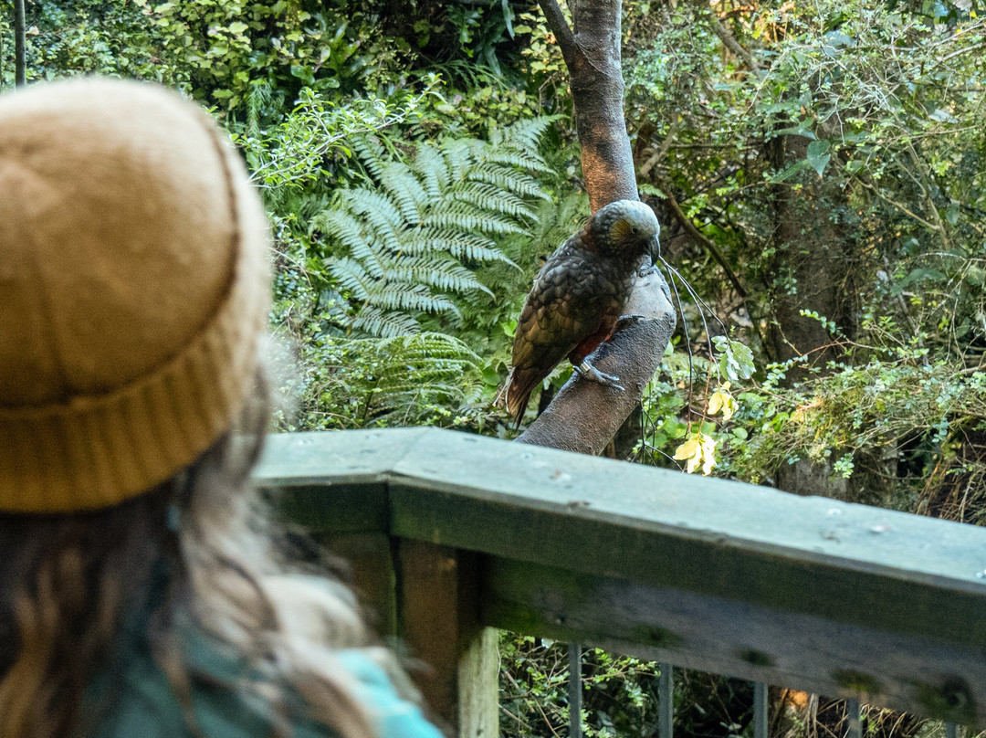 Orokonui Ecosanctuary-但尼丁必去景点
