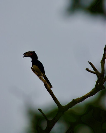 St Lucia Birding Tours- Ian Ferreira-圣露西亚必去景点