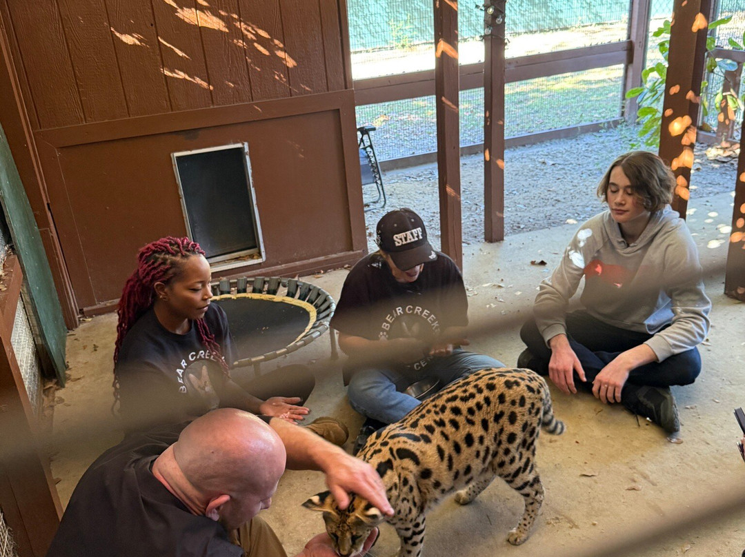 Bear Creek Feline Center-巴拿马城必去景点