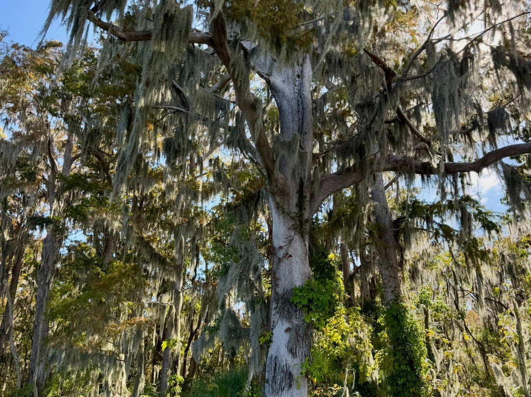 Mount Dora Boating Center & Marina-Mount Dora必去景点