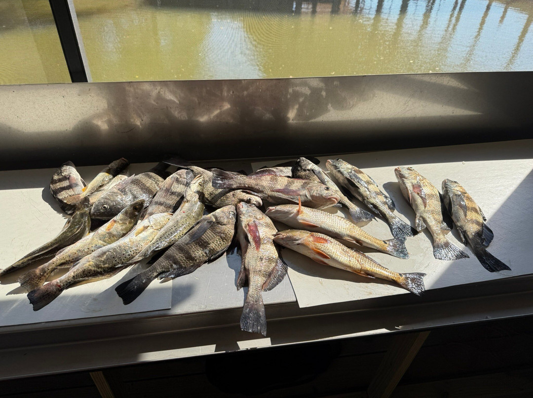 Harrison Inshore Fishing-Dauphin Island必去景点