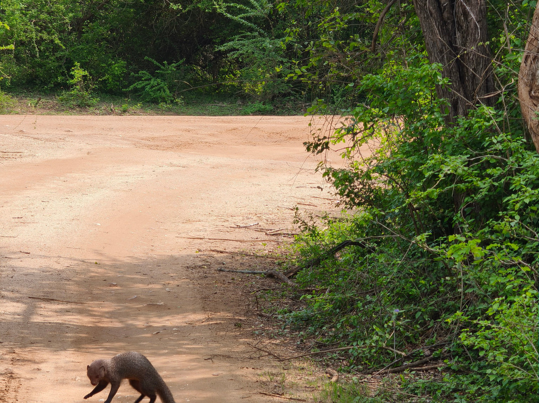 Yala Bundala NPA Safari-蒂瑟默哈拉默必去景点