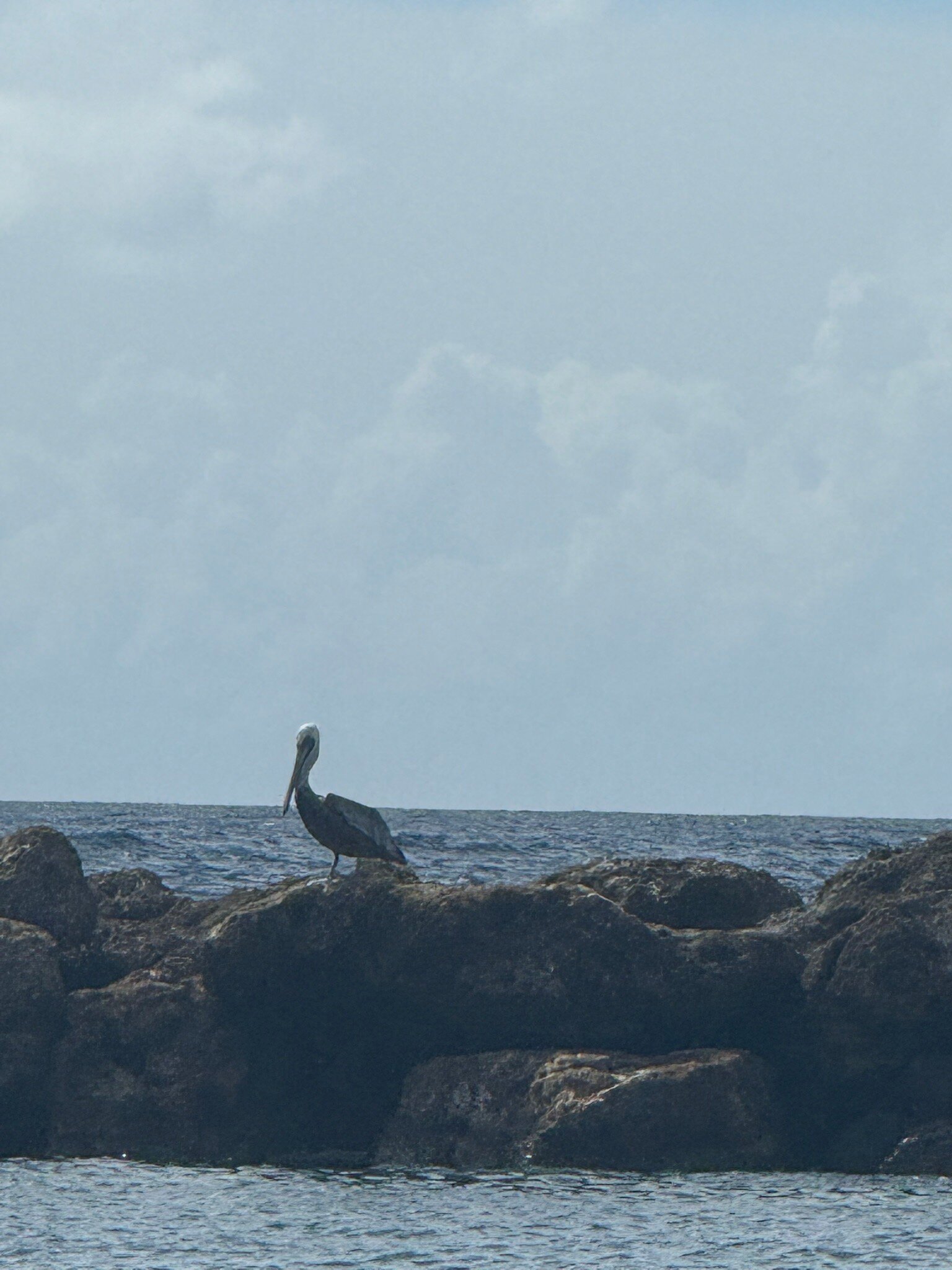 库拉索阿维拉酒店-官方