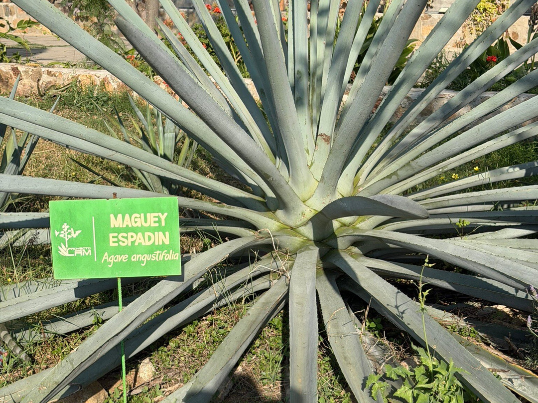 Mezcal Real Minero-瓦哈卡必去景点