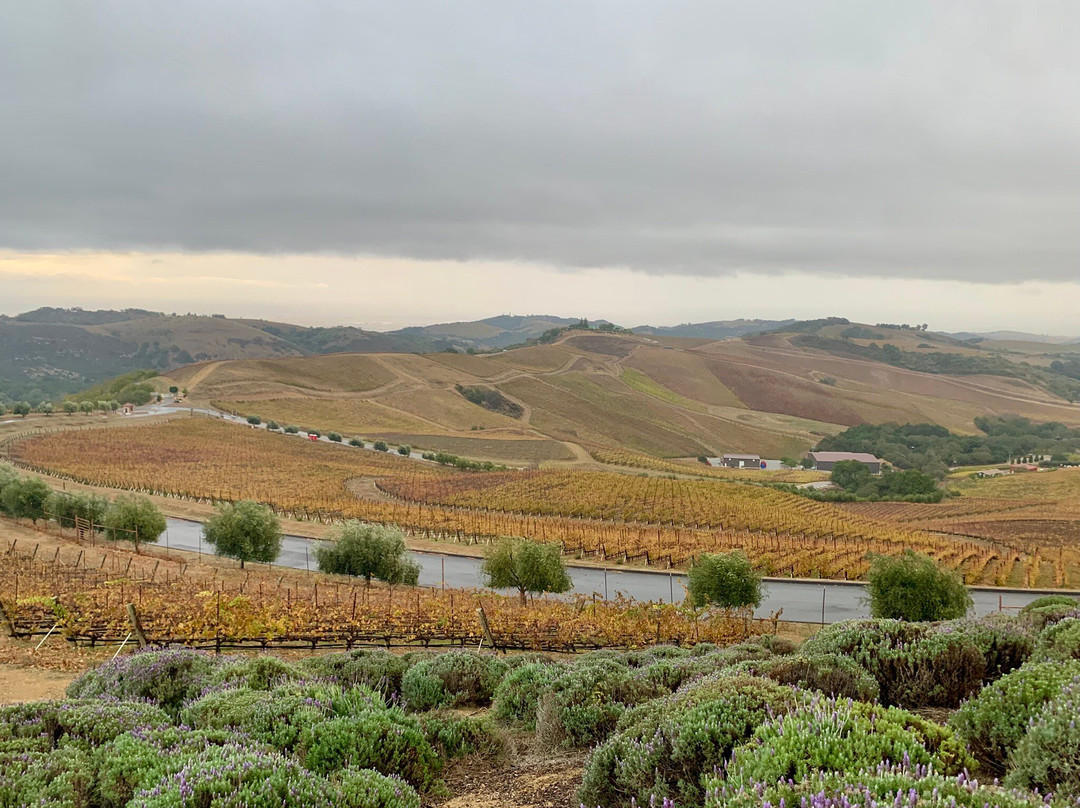 DAOU Vineyards-帕索罗布尔斯必去景点