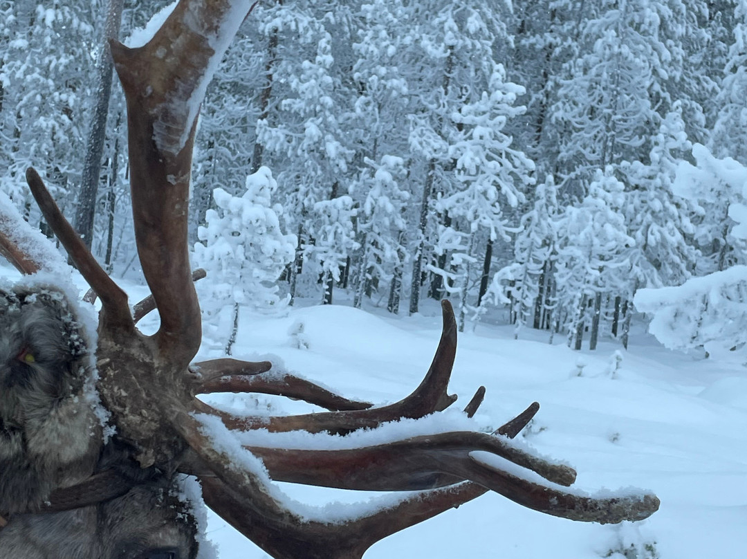 Jaakkola Reindeer Farm-Luosto必去景点