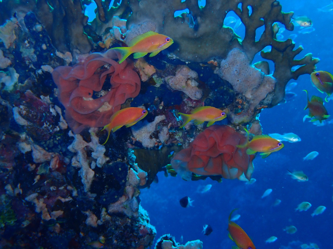 Atlantik Diving Center-艾尔可西利亚必去景点