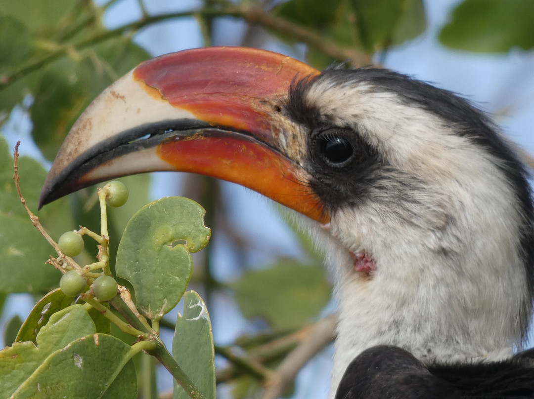 Ajabu Adventures Ltd - Day Tours-阿鲁沙必去景点