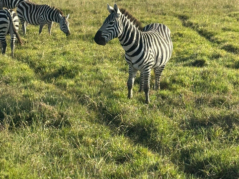 African Savannah Holidays-内罗毕必去景点