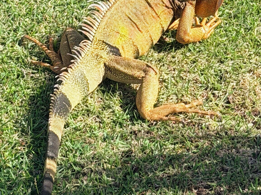 Aquarius Vacation Club主图