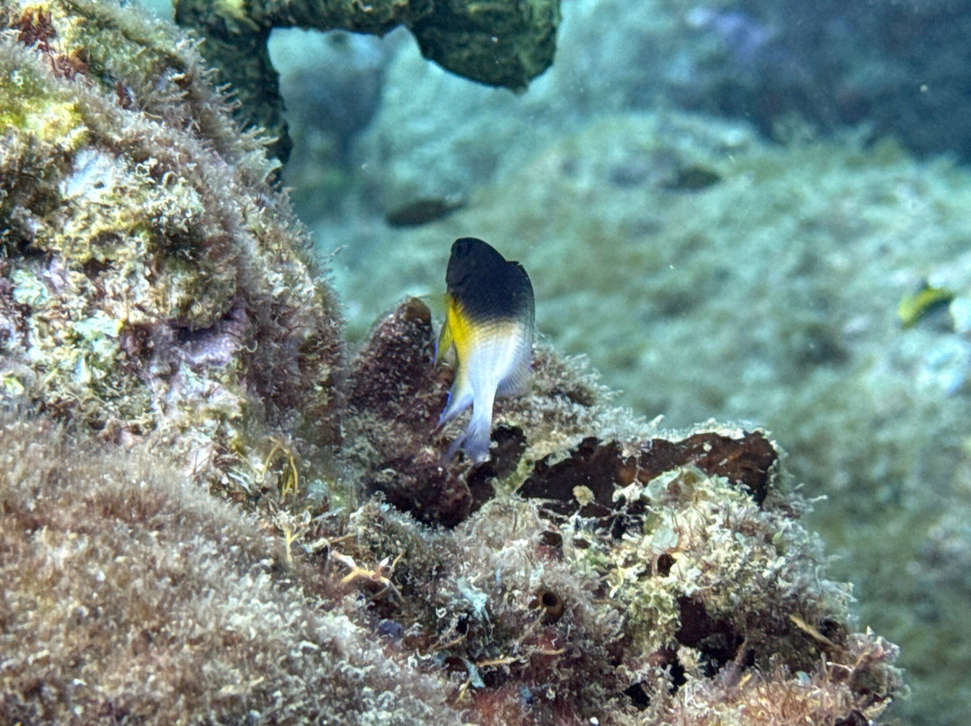 Donny's Watersports-Pointe Michel必去景点