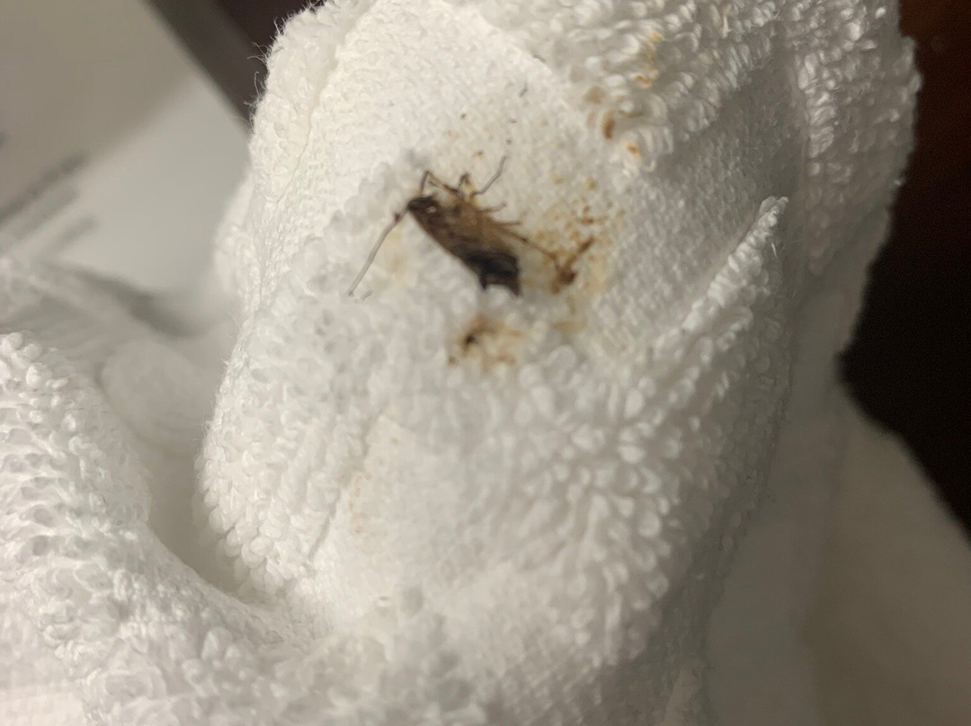 Best Western Plus Texarkana Inn & Suites主图