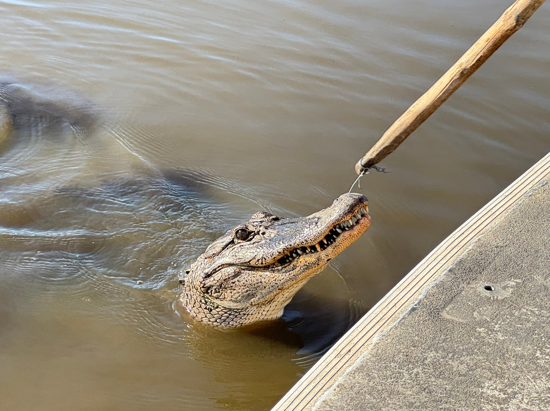 Gators and Ghosts A New Orleans Tour Company-新奥尔良必去景点