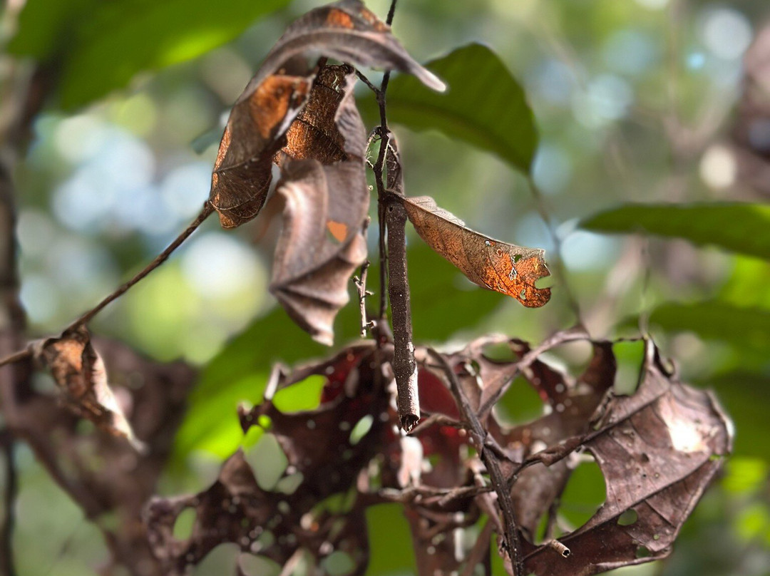 Psychonauta Foundation-伊基托斯必去景点