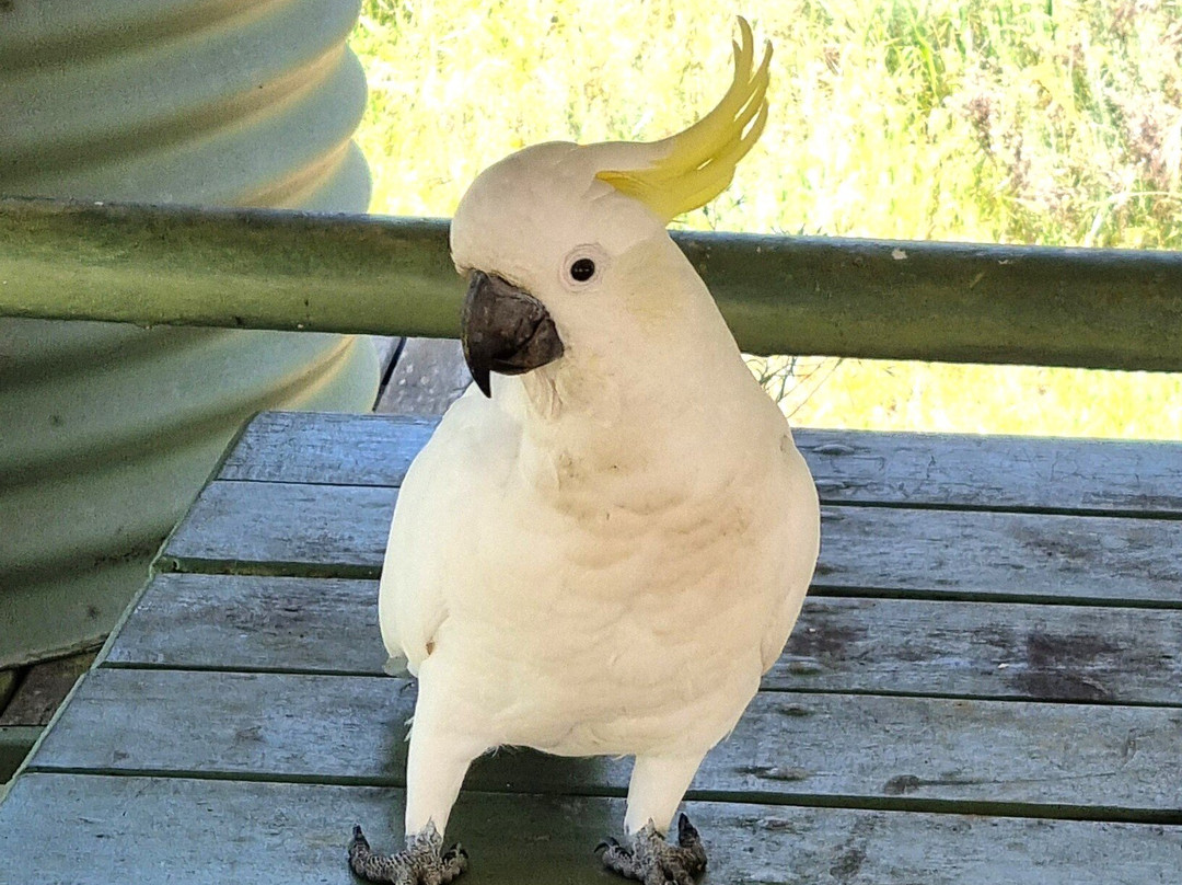 Teddy's Lookout-洛恩必去景点