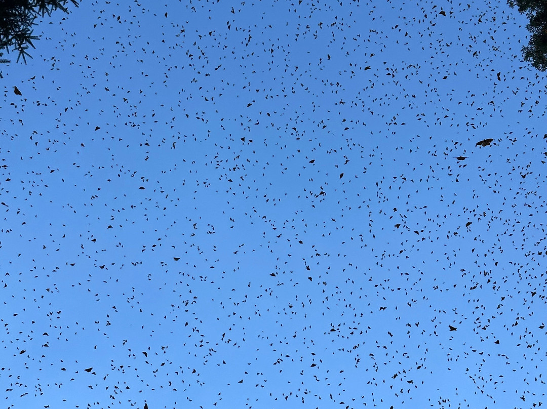 Azteca Travel Tours Art-墨西哥城必去景点