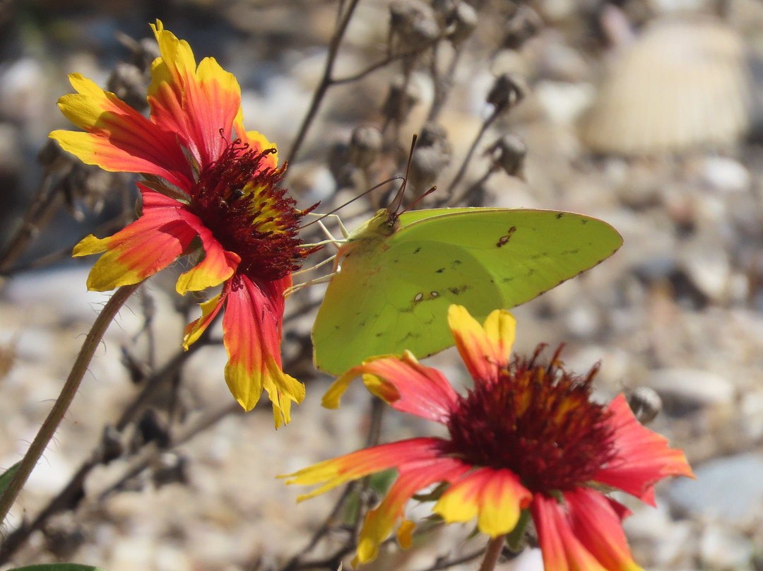 Smyrna Dunes Park-新士麦那海滩必去景点