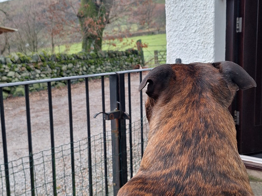 Low Nest Farm Holidays主图