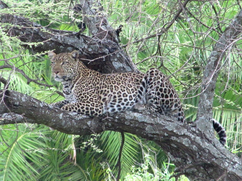 Gilmag Safaris-阿鲁沙必去景点