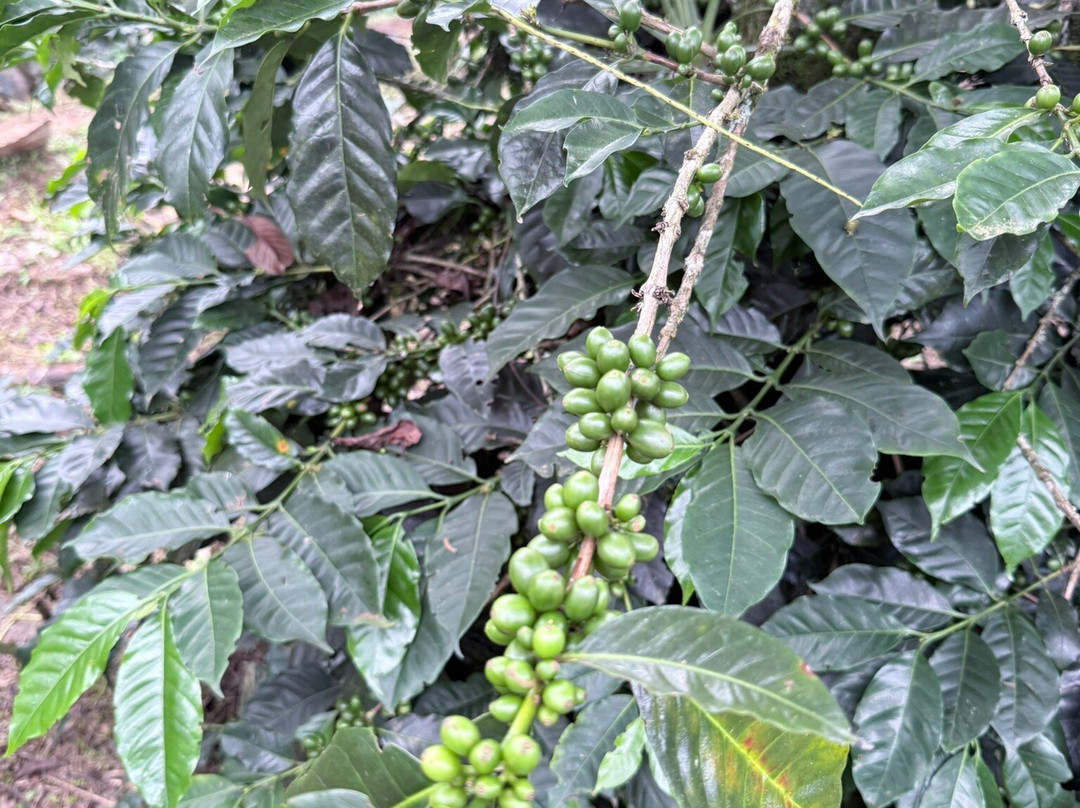 Las Acacias Coffee Farm-萨伦托必去景点