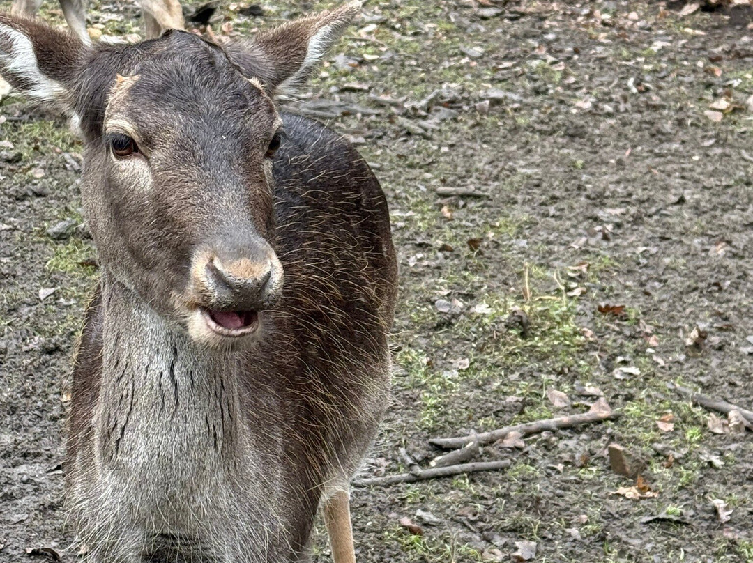 Szilvasvarad National Forest Rail-Szilvasvarad必去景点