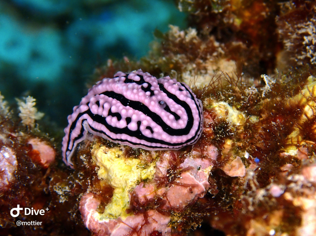 Mafia Island Diving-马菲亚岛必去景点