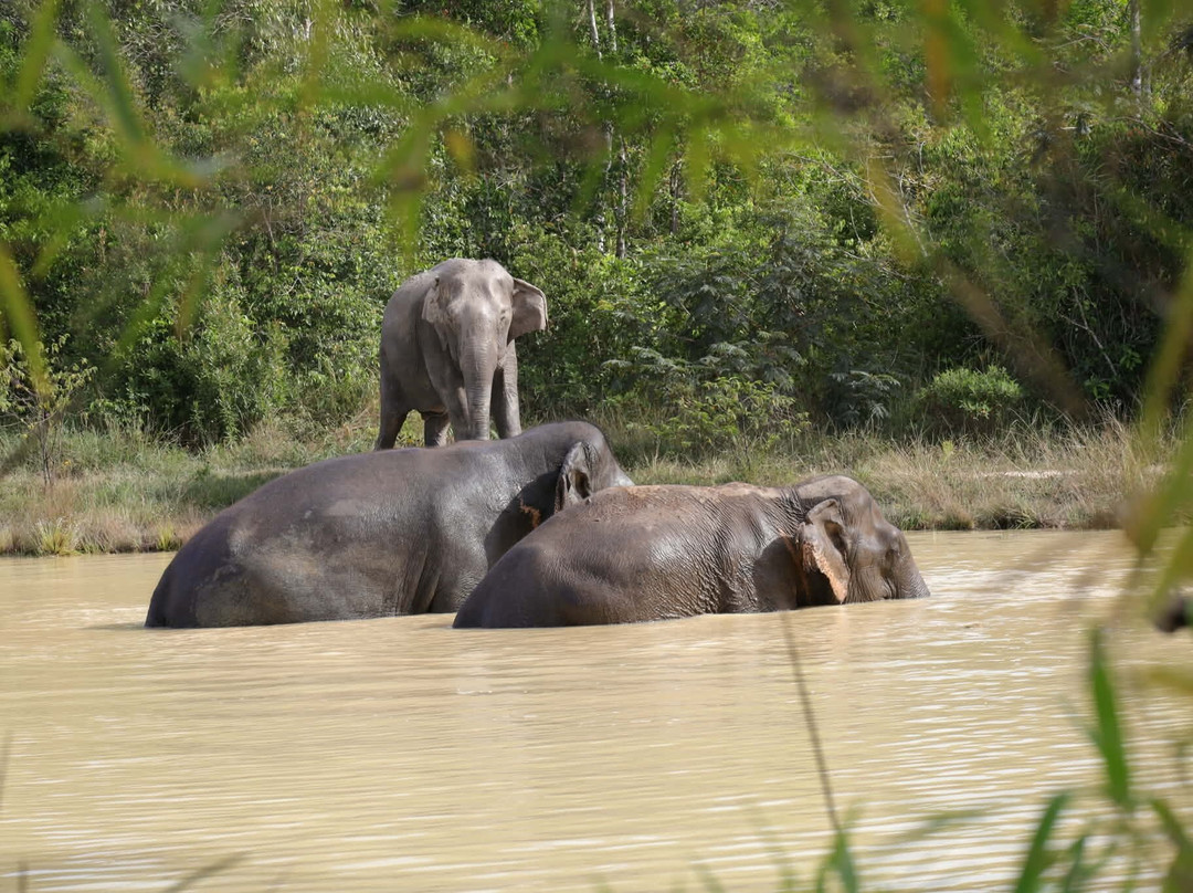Kulen Elephant Forest-暹粒必去景点