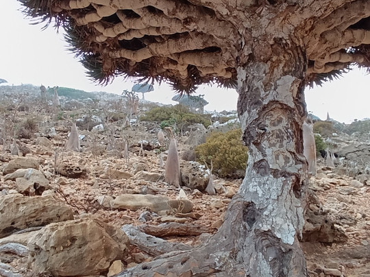 Wild Spirit Socotra-Hadiboh必去景点
