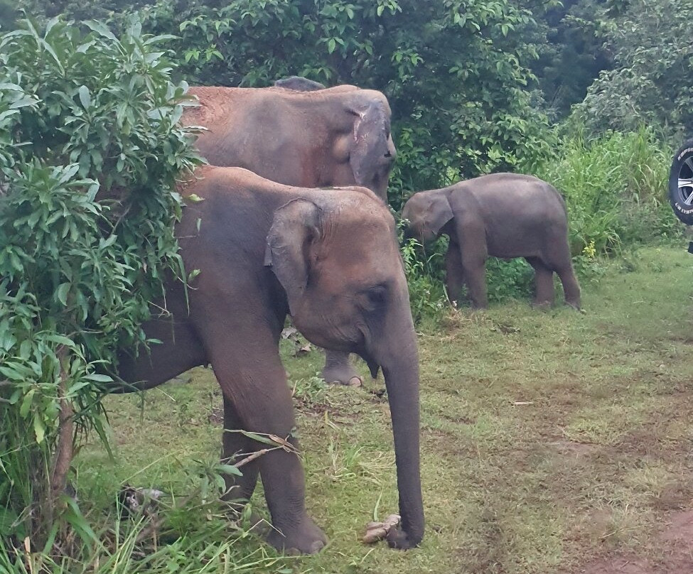Drivers in Sri Lanka-科伦坡必去景点